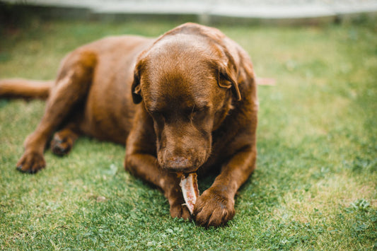 Benefits Of Raw Meaty Bones For Dogs That Far Outweigh the Risks