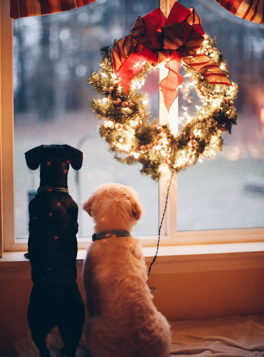 Ensuring Dog-Friendly Christmas: Tips for Protecting Your Furry Friend during Christmas