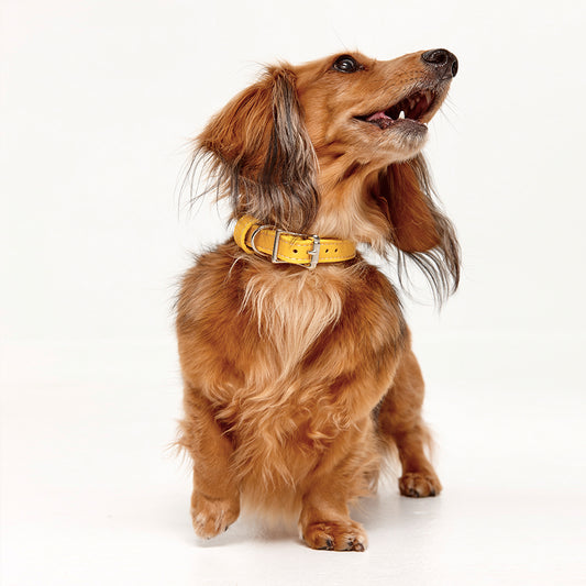 Things to consider when buying dog leather collars