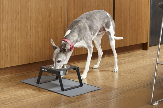 Elevated Metal Dog Feeder | Single (Foldable Legs)
