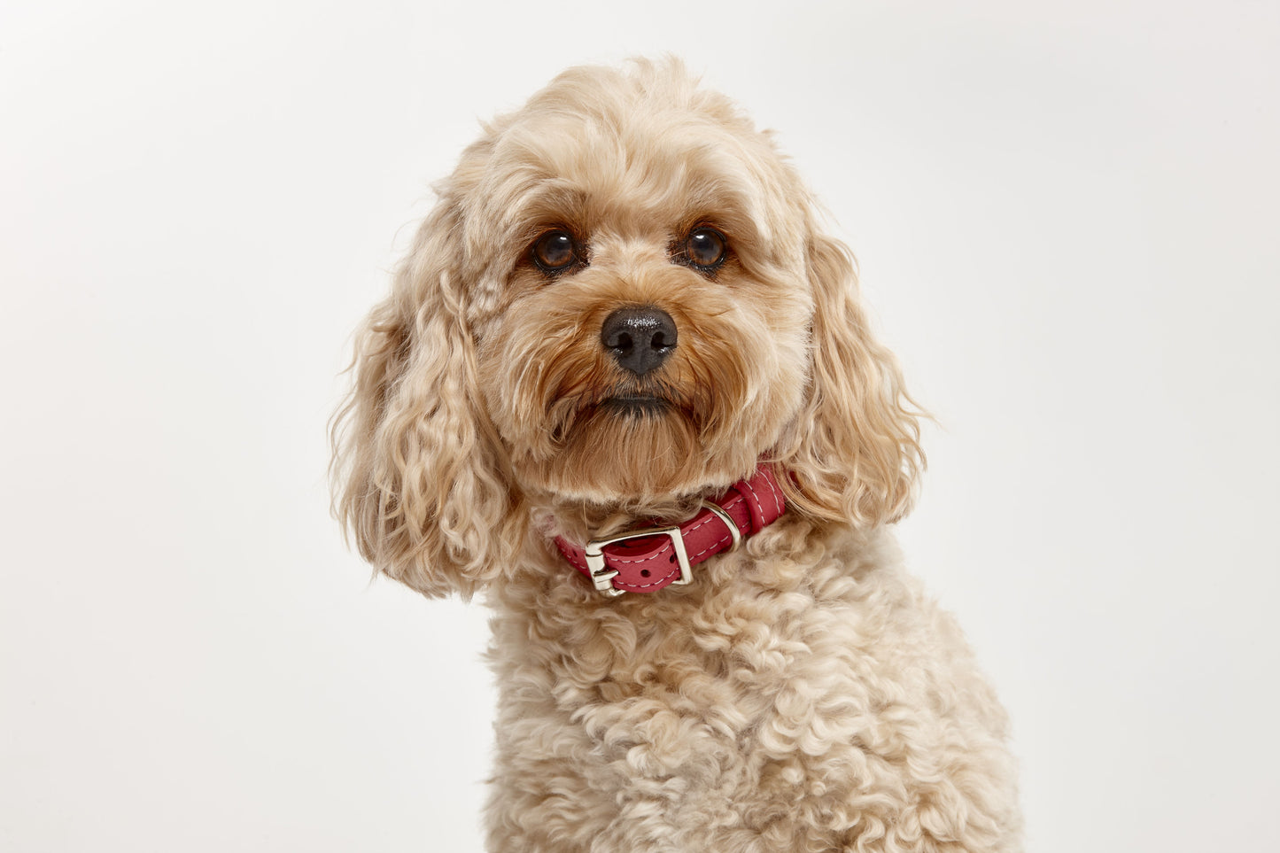 Leather Collars 60% OFF DISCOUNT