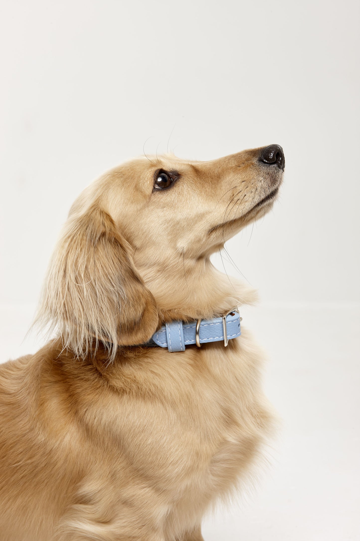 Leather Collars 60% OFF DISCOUNT