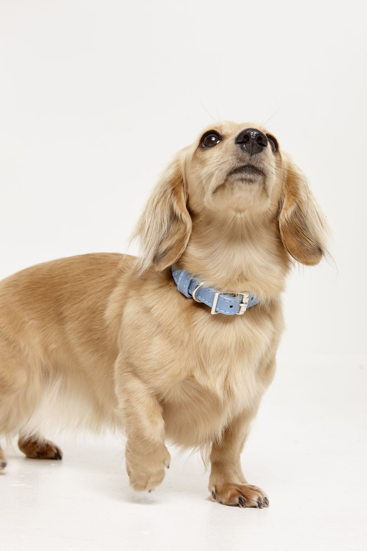 Leather Collars 60% OFF DISCOUNT