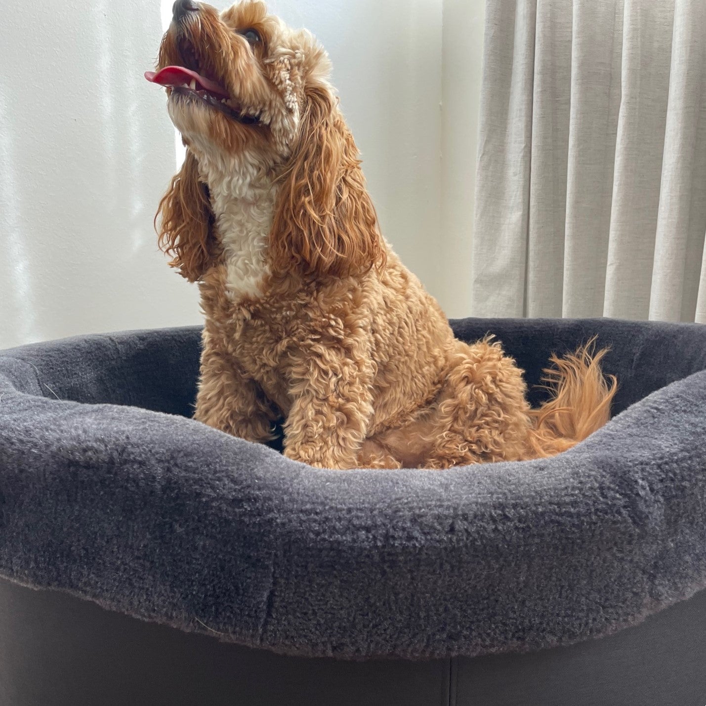 Australian Sheep Fleece Dog Bed
