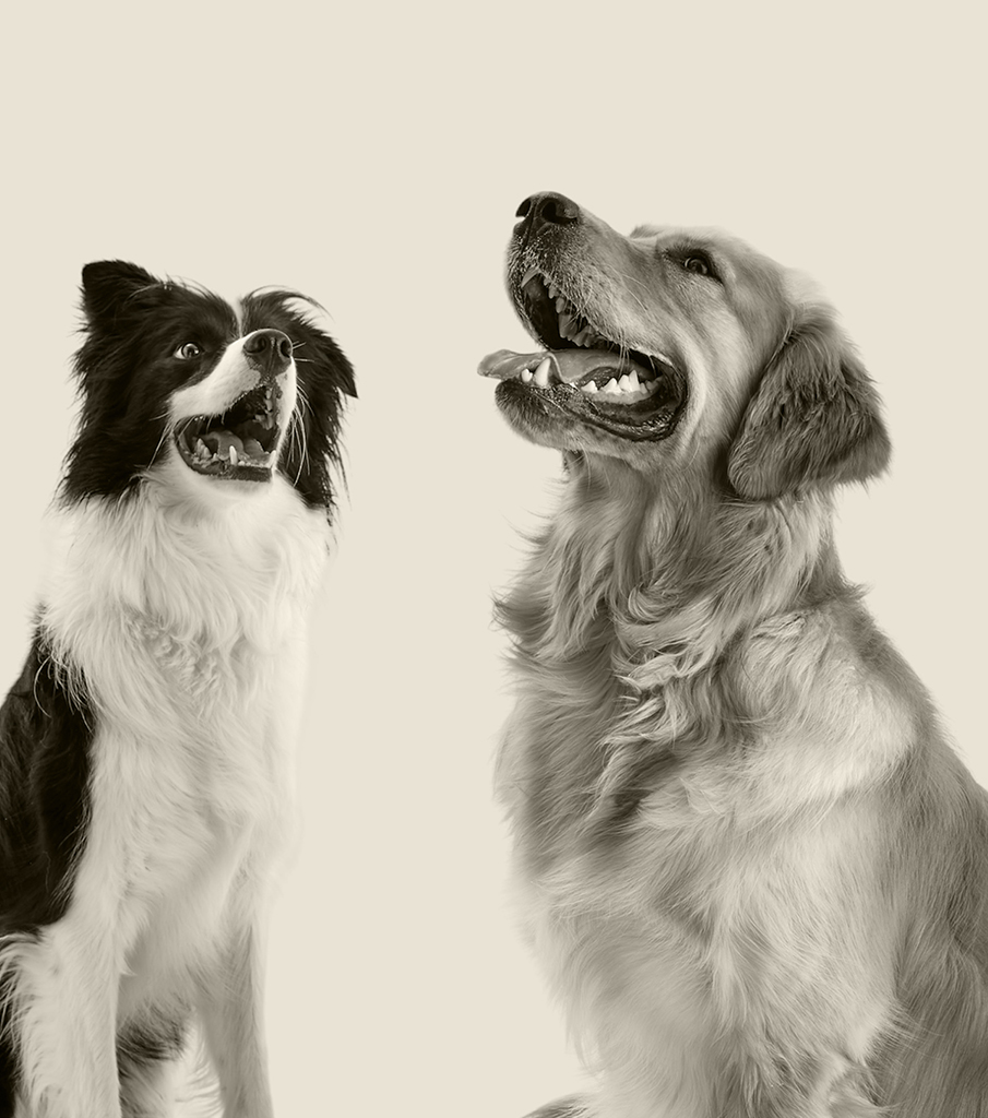 dogs_banner_image